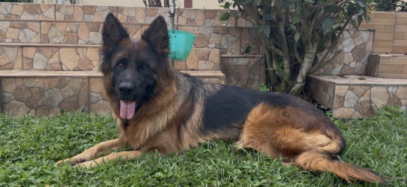 Queen, a Citadel K9s German Shepherd dam, relaxing in the garden