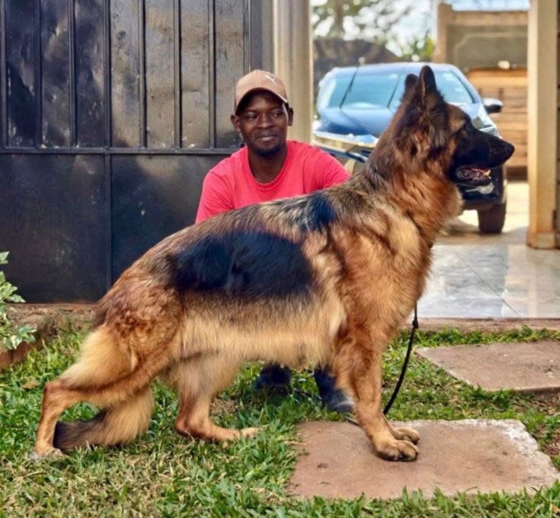 A healthy, well-cared-for adult German Shepherd with its handler