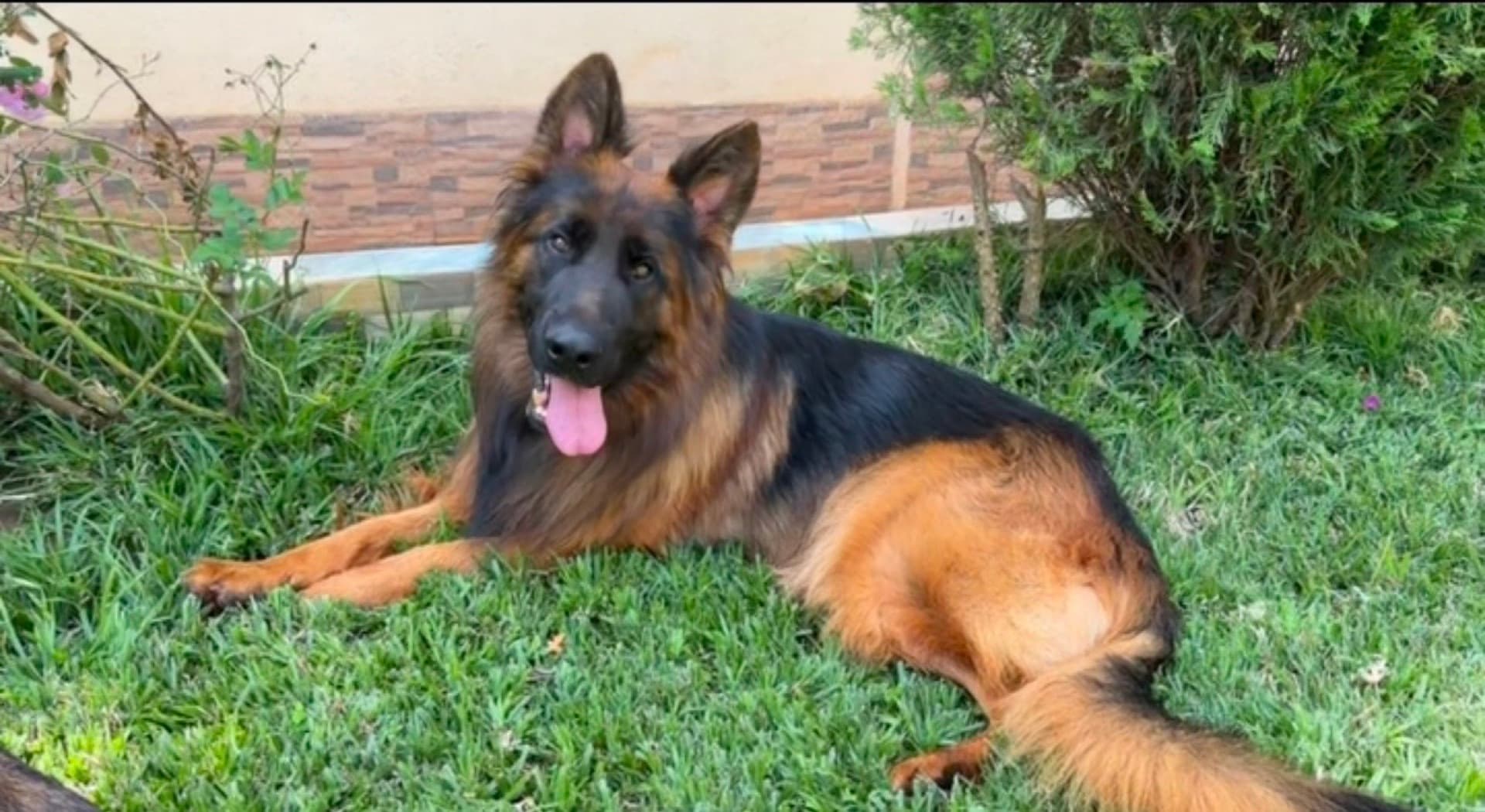 A healthy, well-conditioned German Shepherd lying on the grass