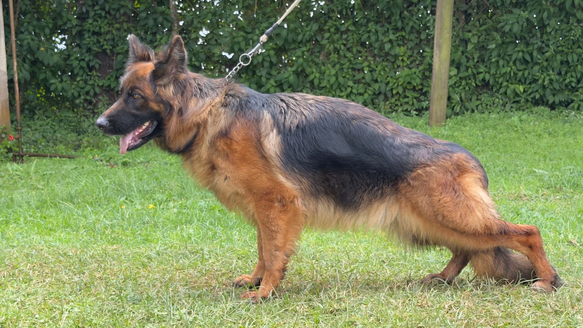 A Citadel K9s German Shepherd standing alert in profile