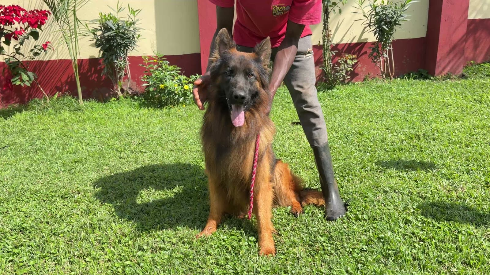 A full-grown German Shepherd showing adult size and structure
