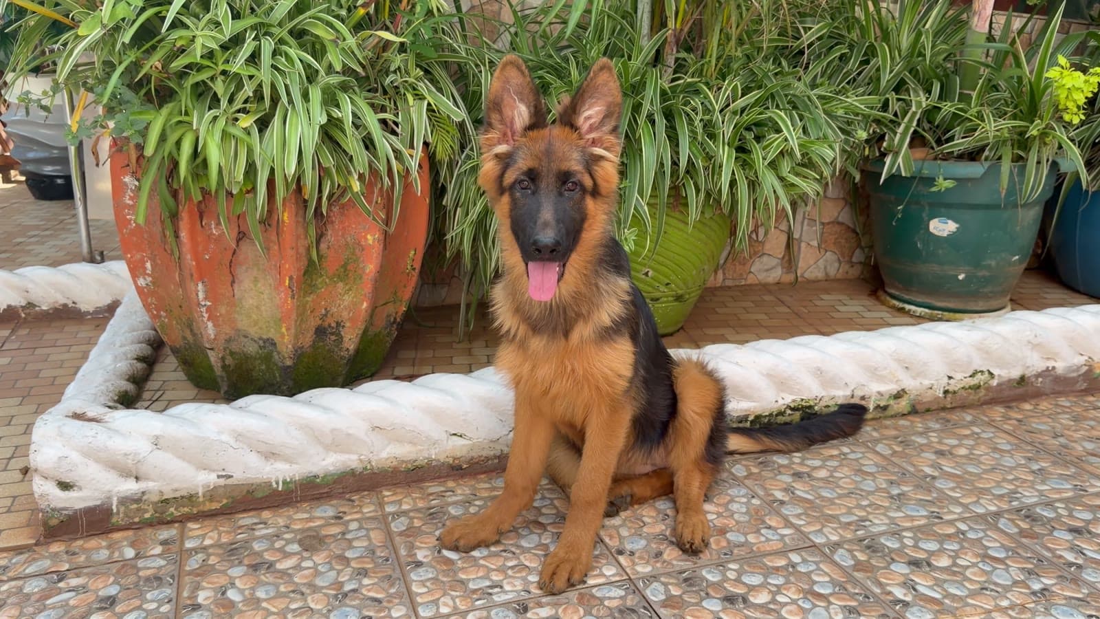 A German Shepherd puppy raised at home in a garden