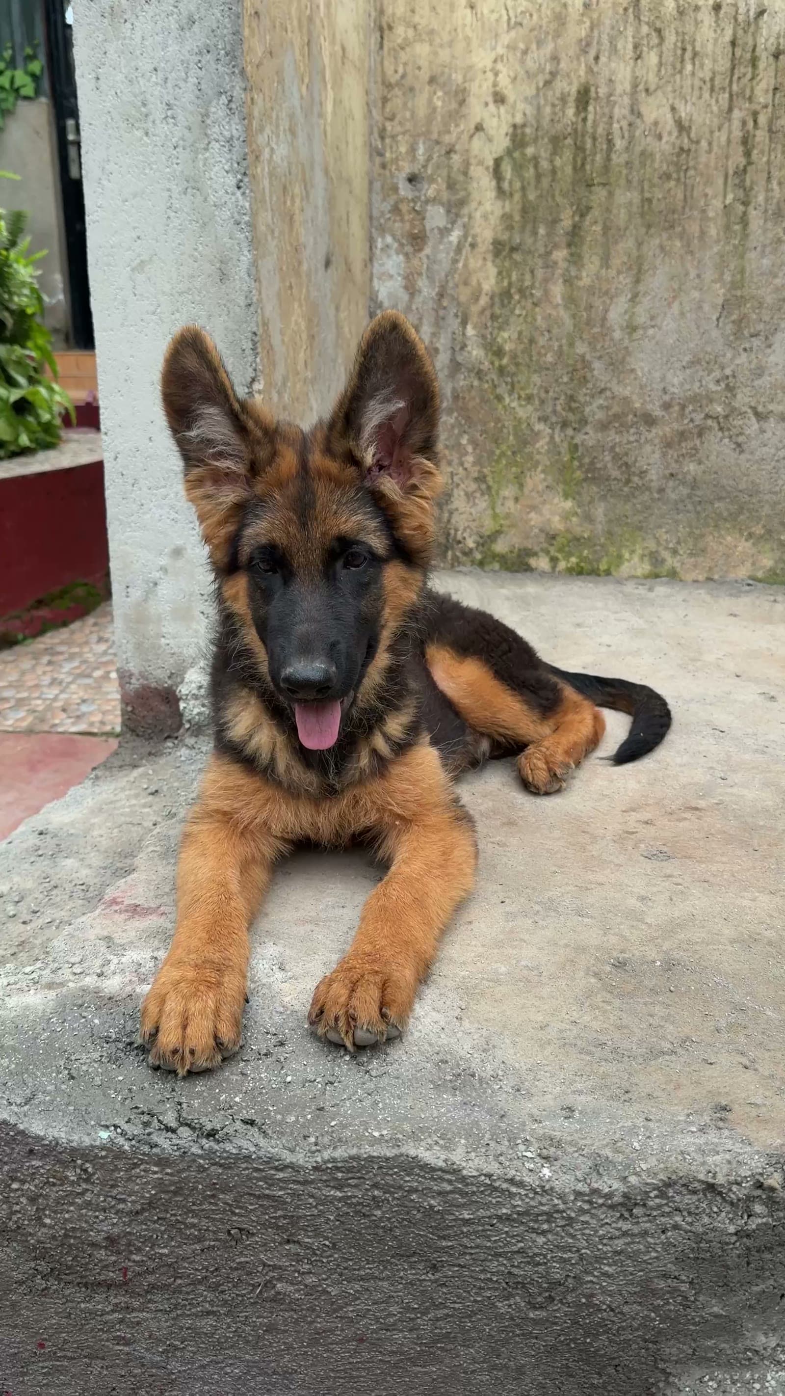 An attentive young German Shepherd puppy during a training session