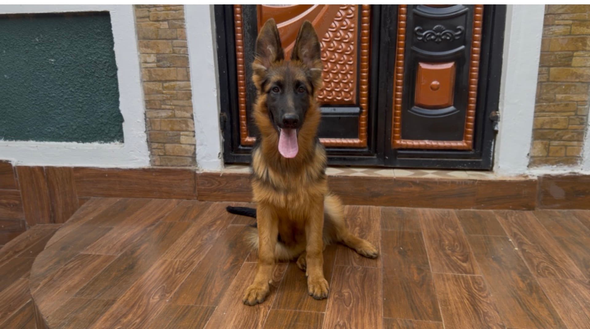 A young German Shepherd puppy sitting attentively