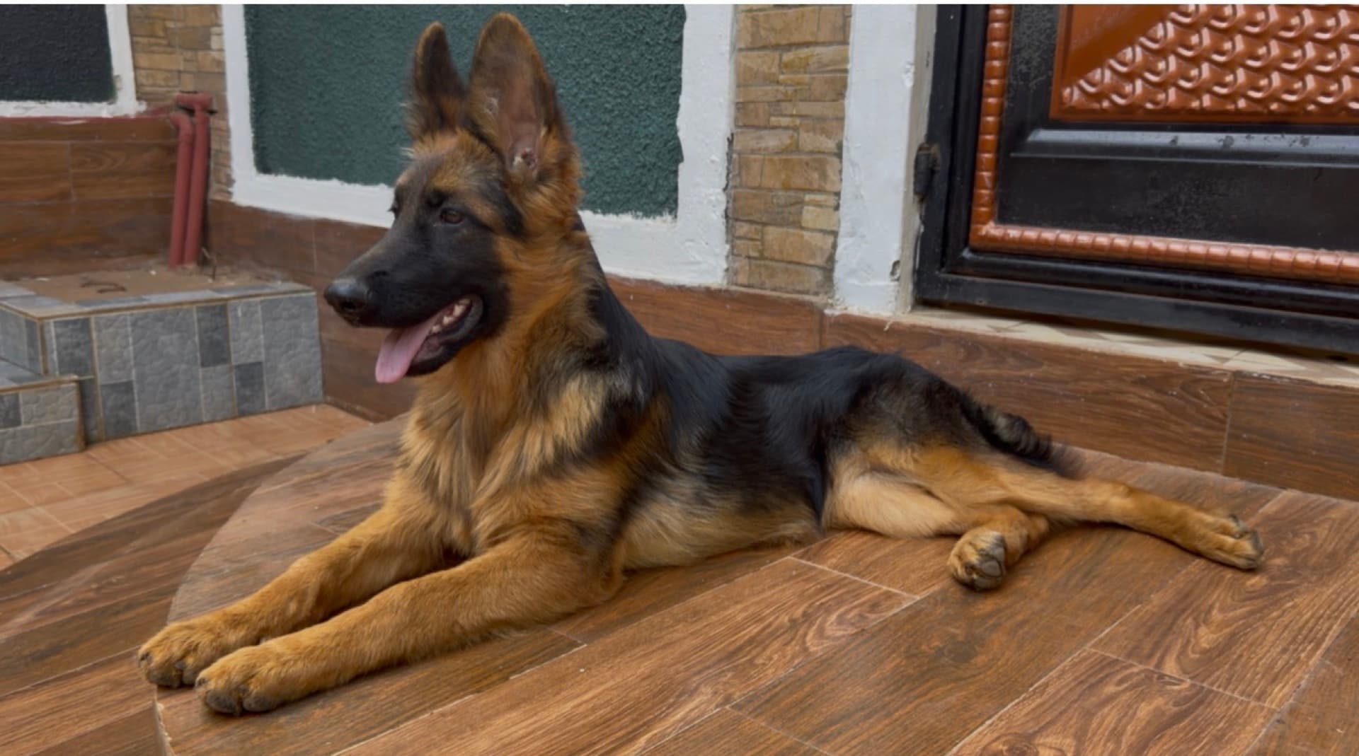 A young German Shepherd settled at its new home