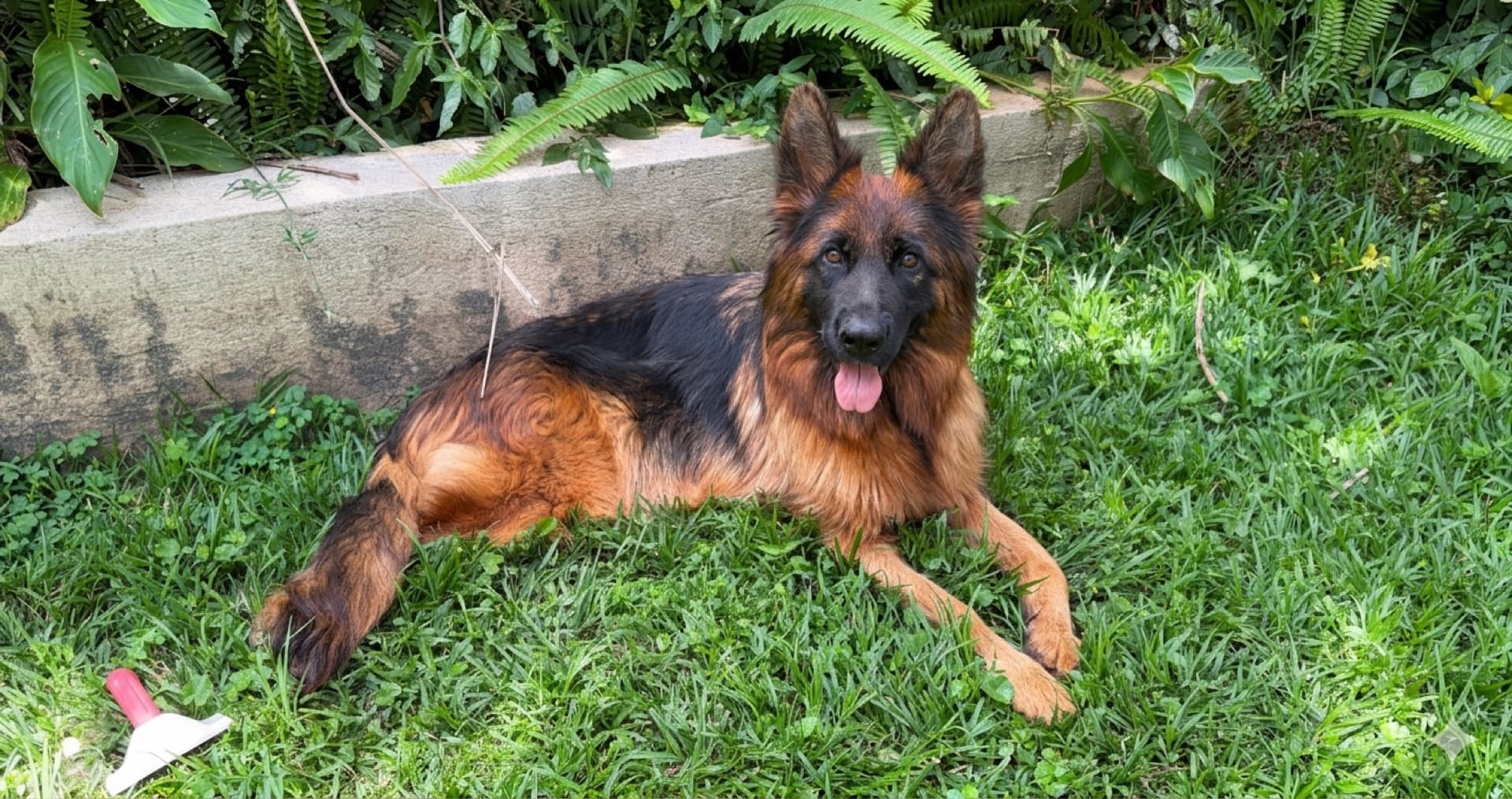 A long-coat German Shepherd resting comfortably in a green Kenyan garden
