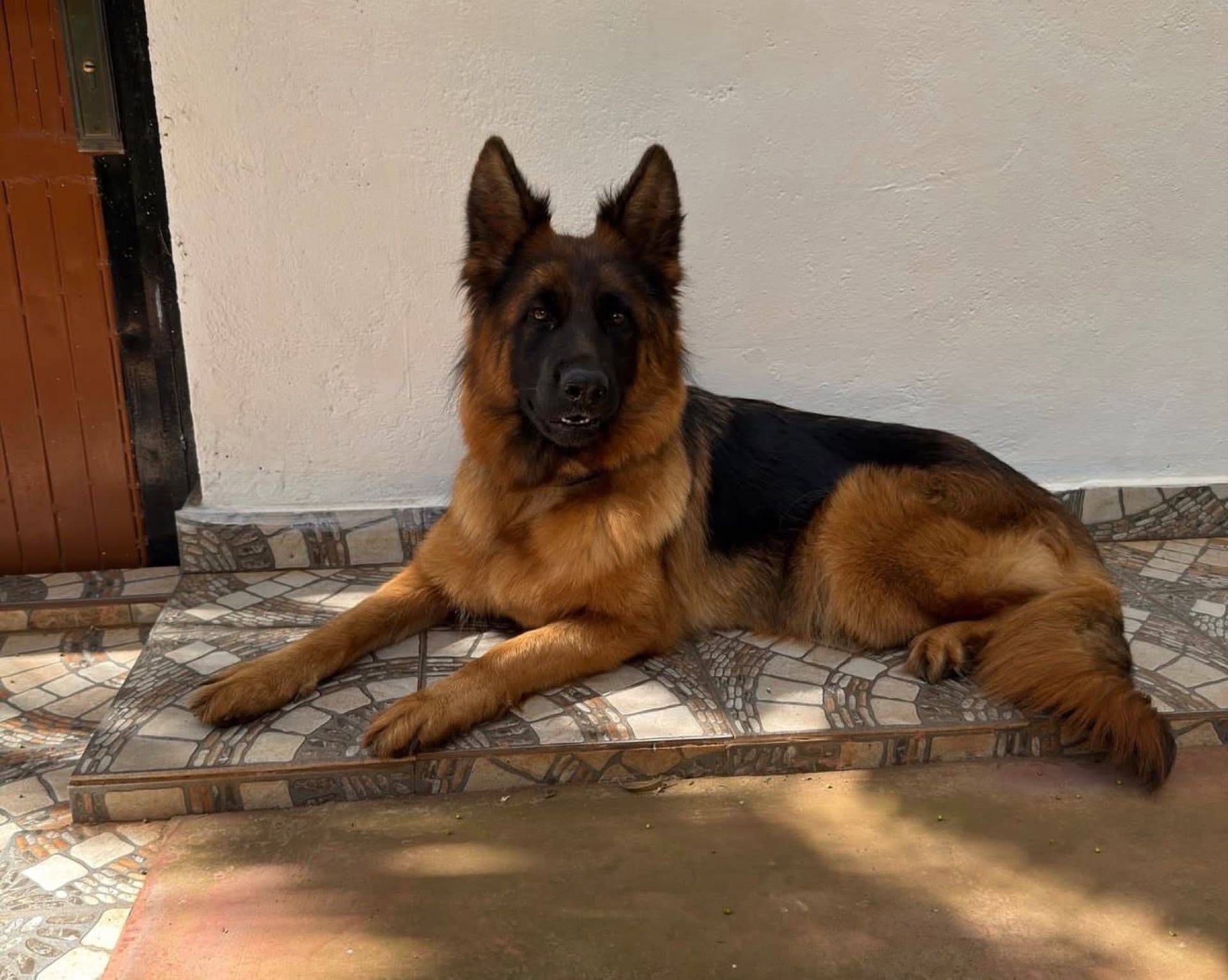 A well-groomed long-coat German Shepherd lying on a veranda